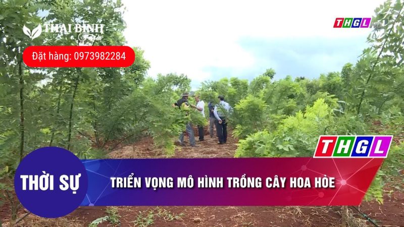 Cây hoa hòe được trồng nhiều tại Thái Bình Farm