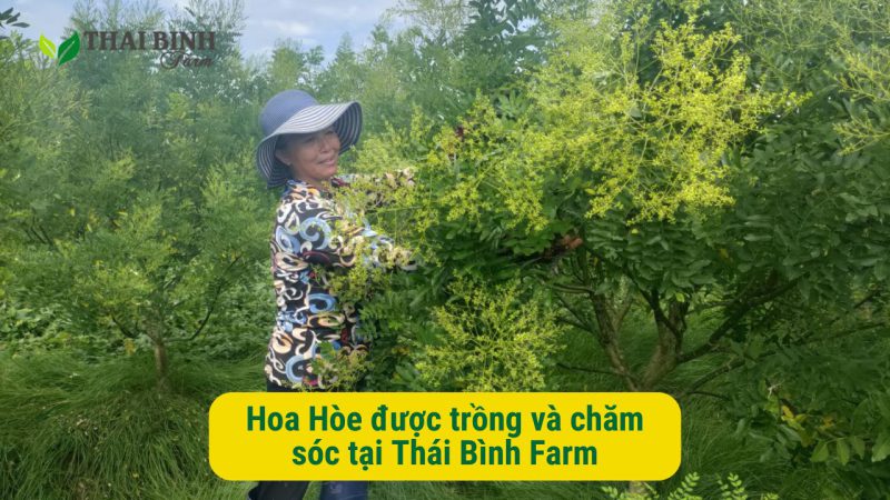 Giới thiệu mô hình nông nghiệp Thái Bình Farm