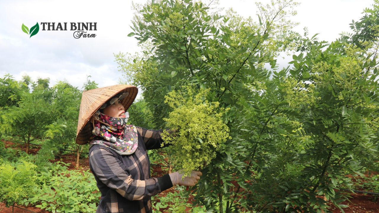 Hình ảnh cây hoa hòe được trồng và thu hoạch tại Thái Bình Farm